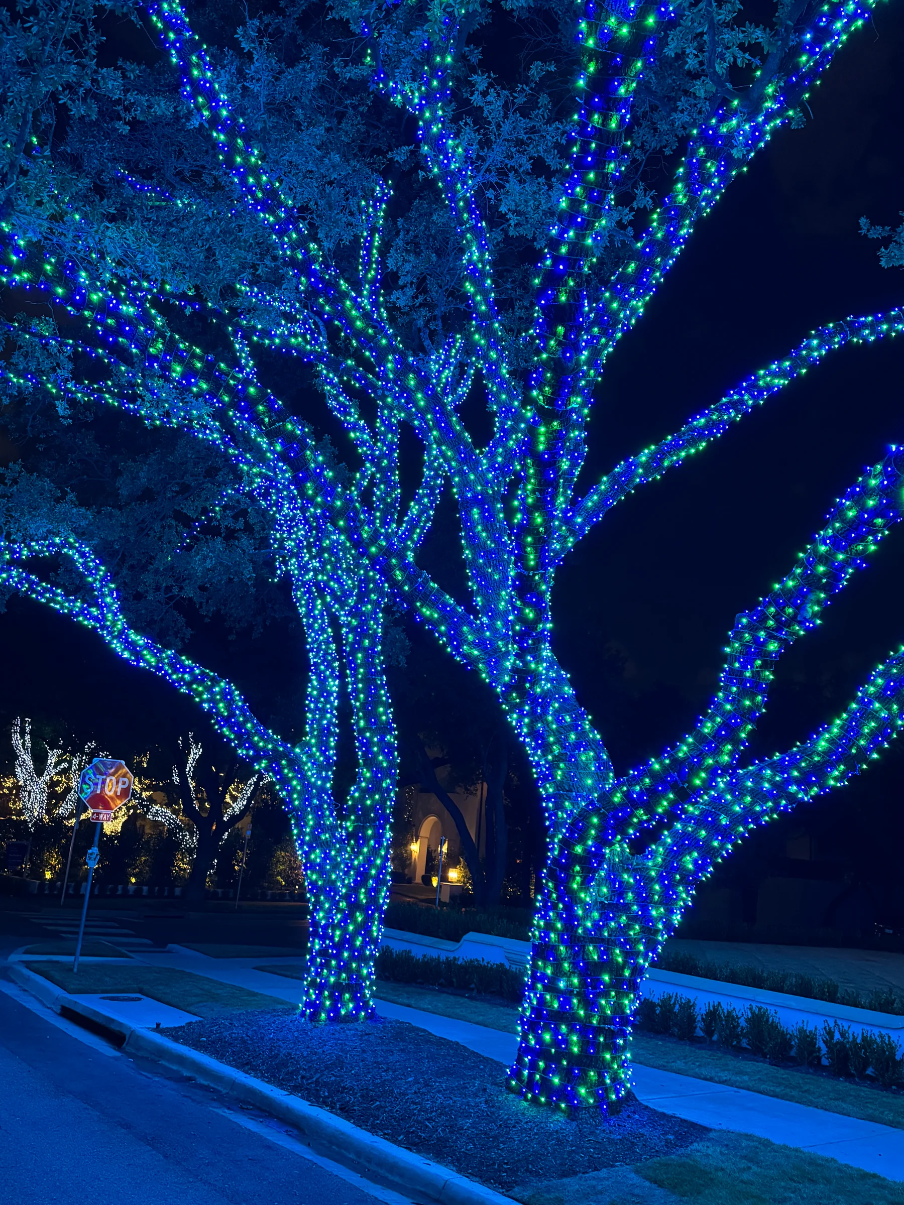 Mature front-yard trees and walkway illuminated in blue at night