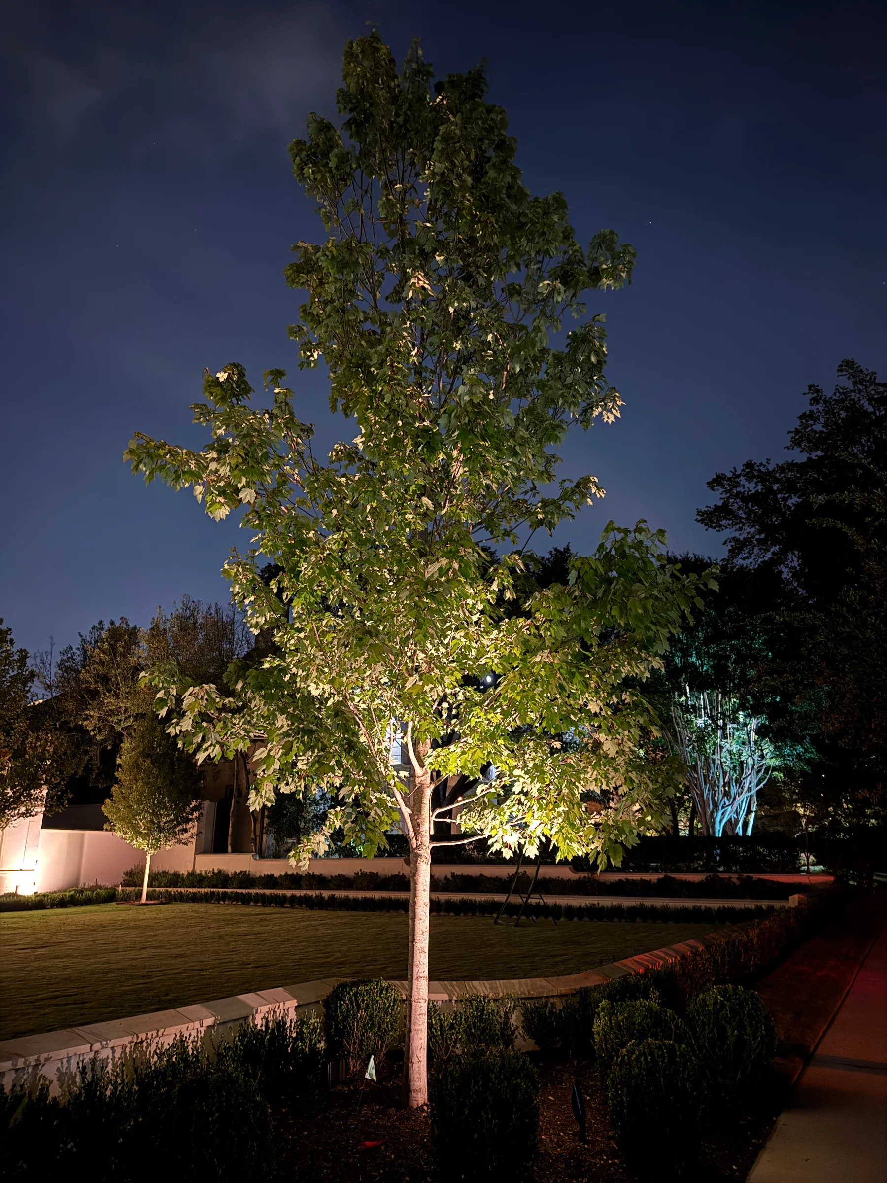Large tree softly illuminated from below