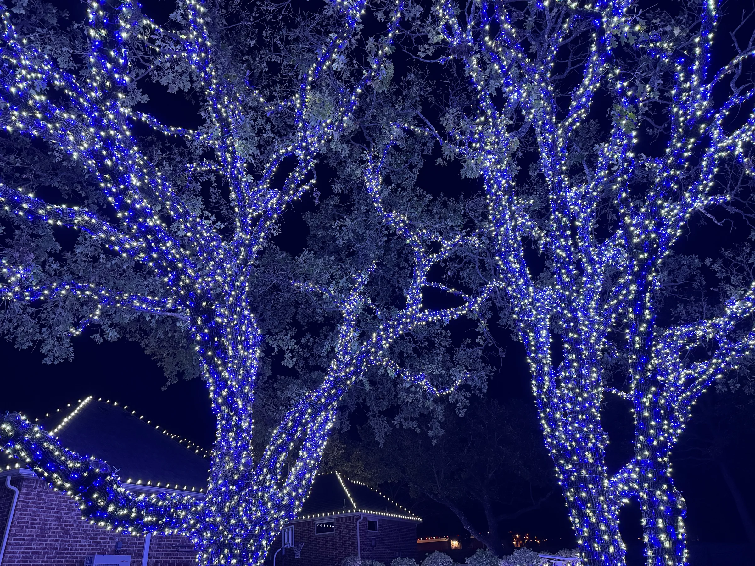 Large mature trees illuminated in blue and white along a residential street