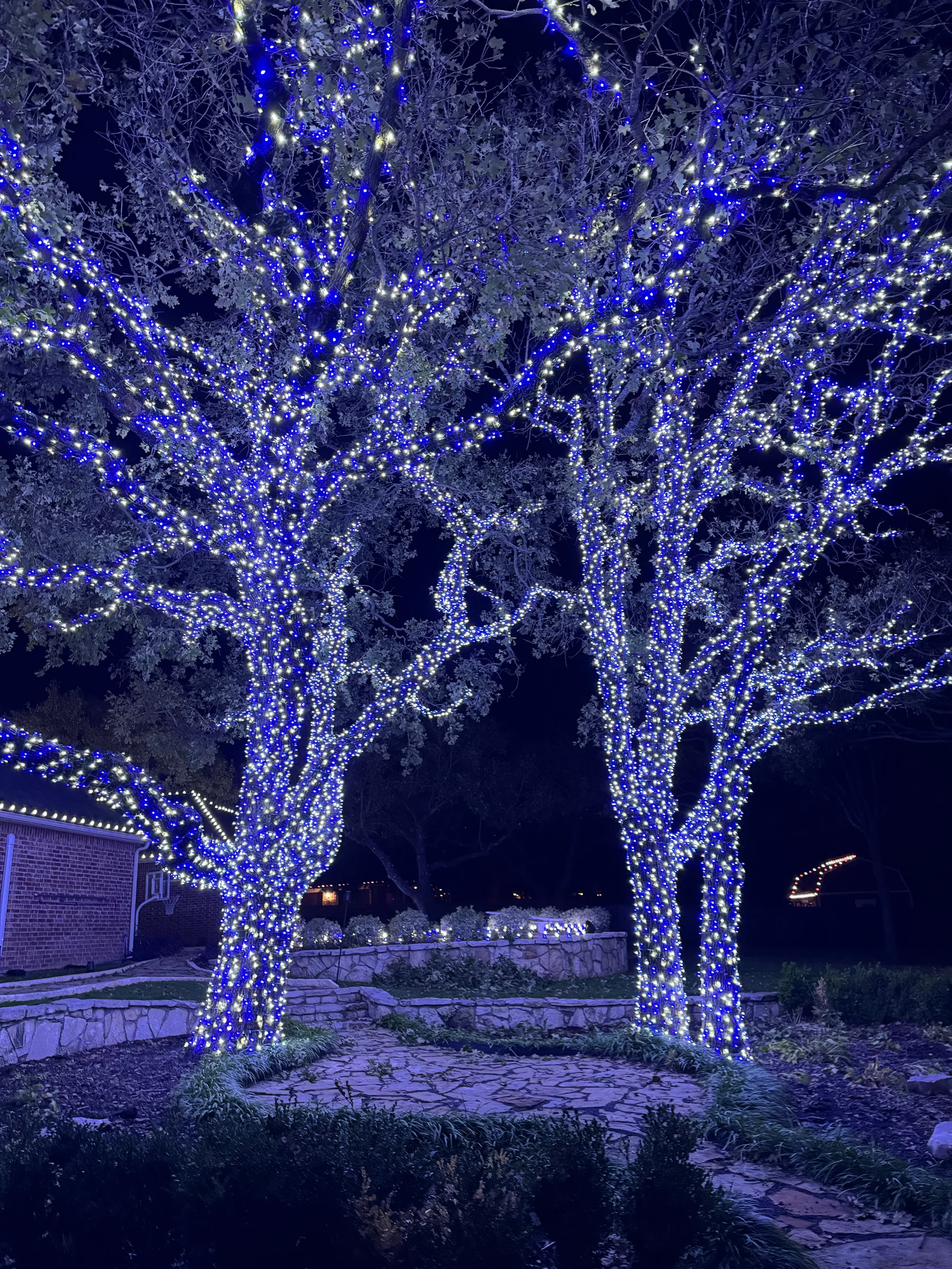 Two mature trees densely wrapped in blue and white Christmas lights