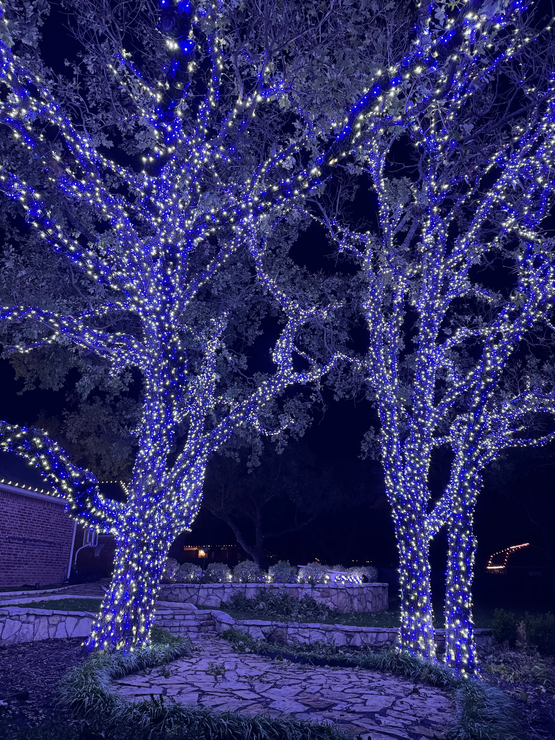 Residential trees and walkway wrapped in bright white seasonal lights