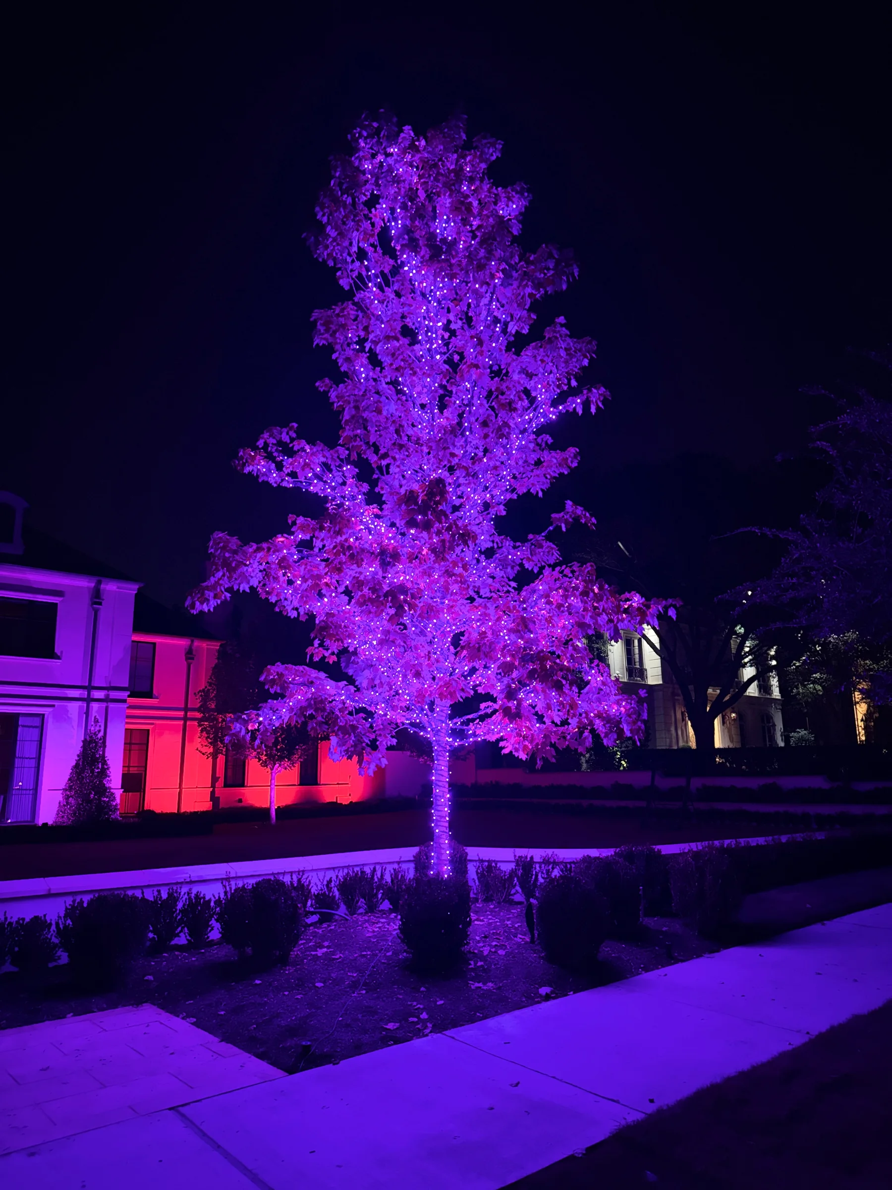 Tree and home facade illuminated in purple