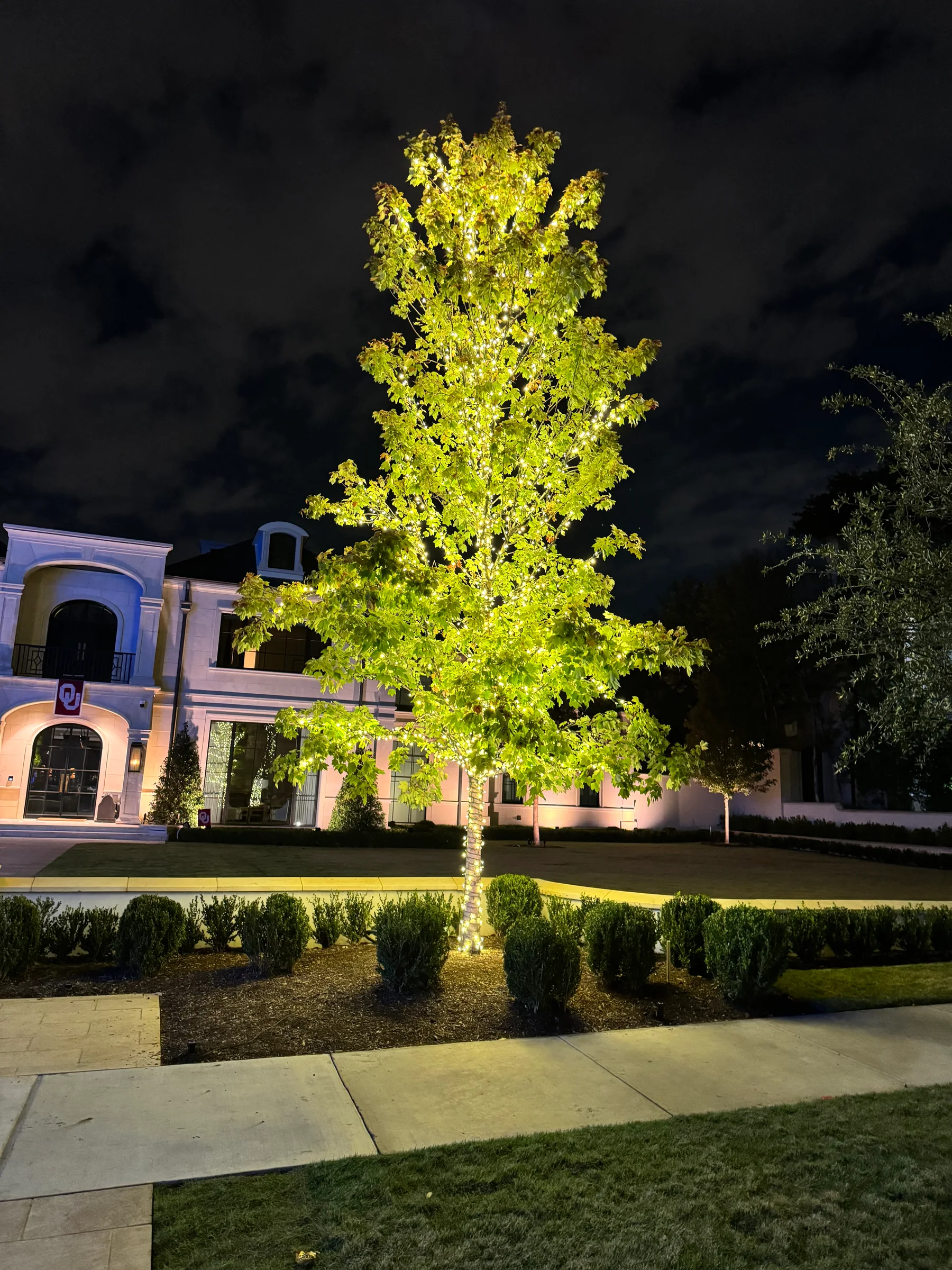 Small front-yard tree wrapped in warm white lights beside a softly illuminated home