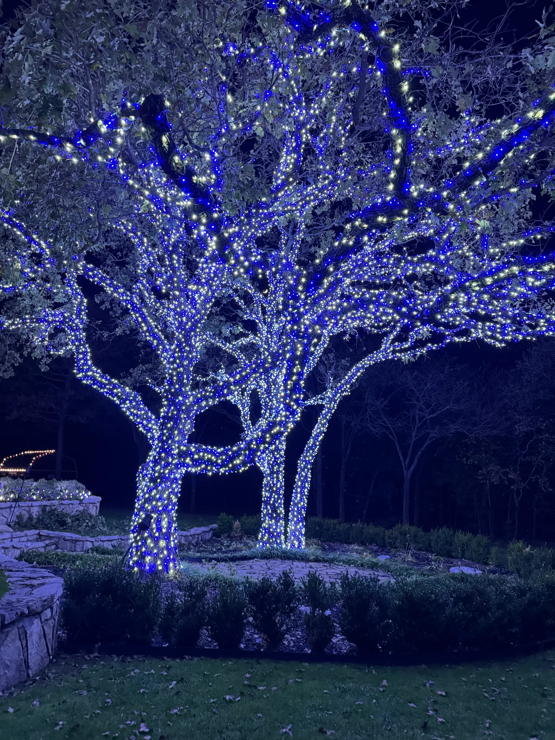 Mature trees densely wrapped in blue and white Christmas lights