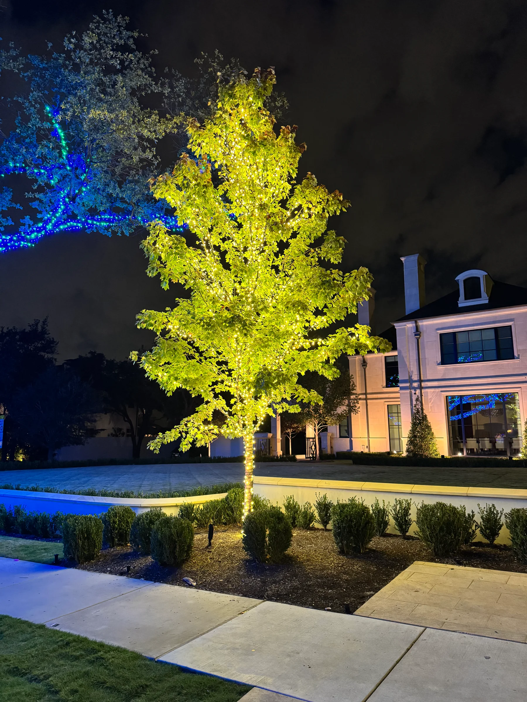 Tree illuminated in warm yellow beside a modern home and pool deck