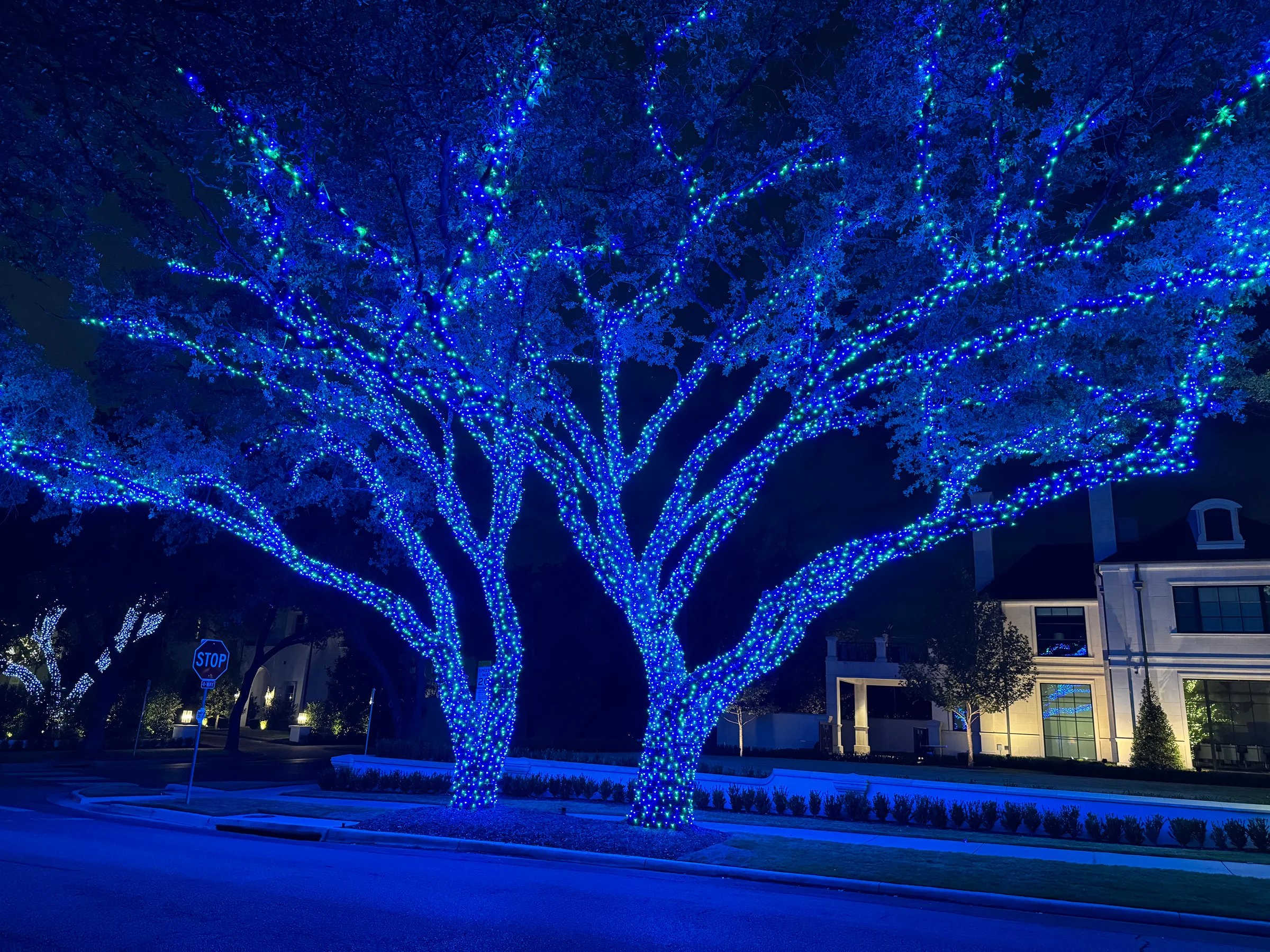 Large mature tree illuminated in blue beside a home and front walk