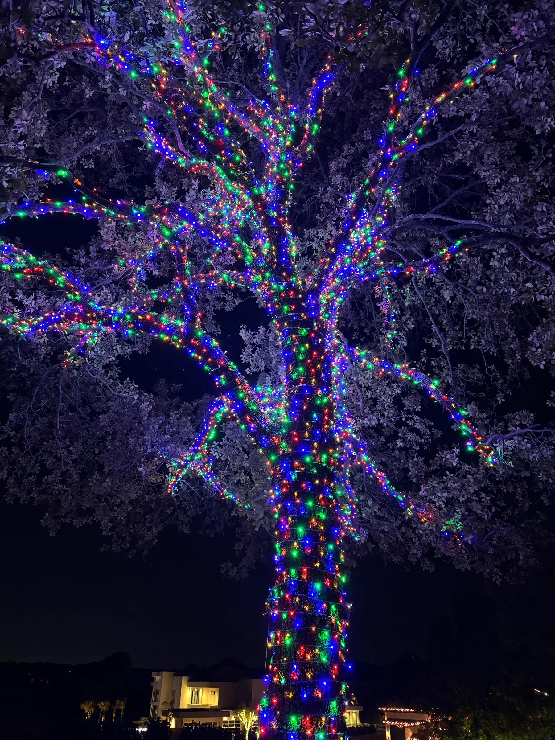 Large mature tree densely wrapped in red, green, blue, and yellow Christmas lights
