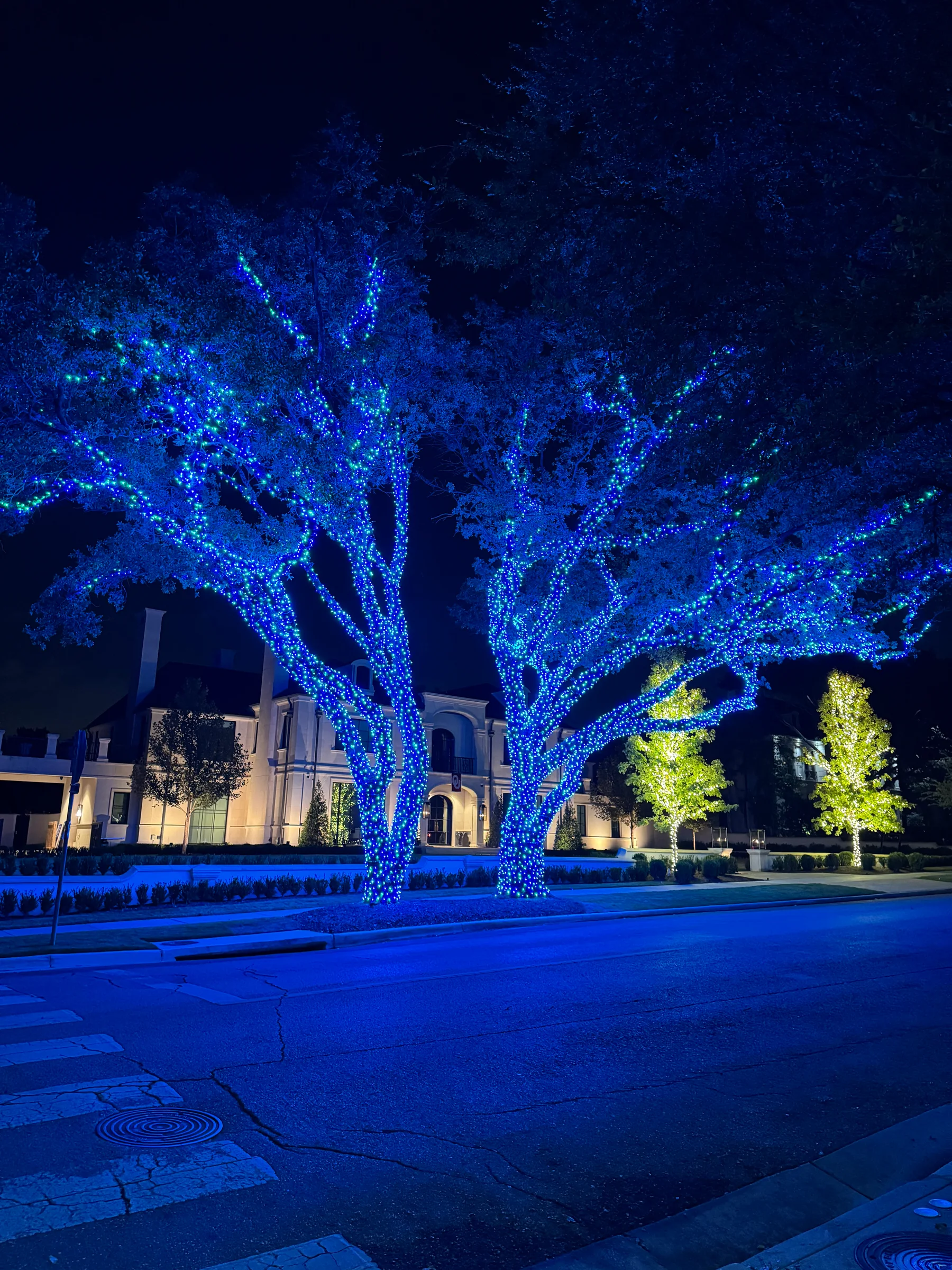 Two large front-yard trees densely wrapped in blue and white Christmas lights