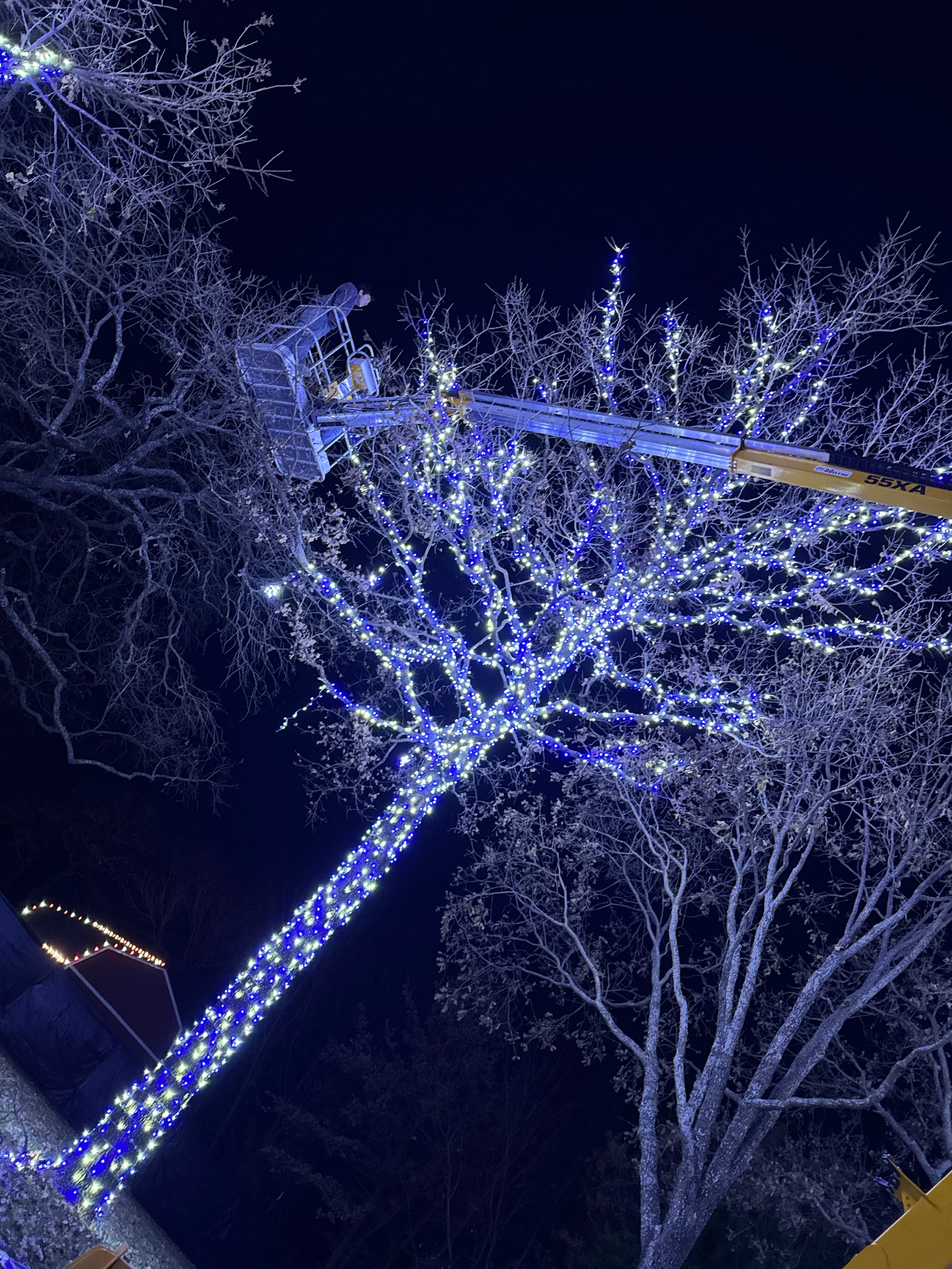 Lit AF installer in a lift wrapping a large tree with blue and white Christmas lights